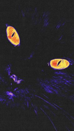 two yellow and orange eyes on a black cat's face in the night time