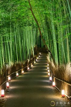 candles are lit in the middle of a path lined with bamboo trees