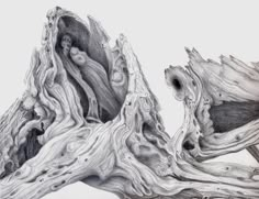 a pencil drawing of an old tree trunk