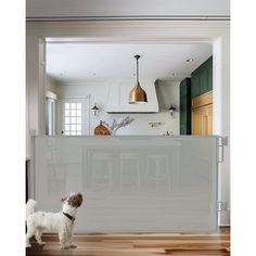 a dog standing in front of a kitchen counter