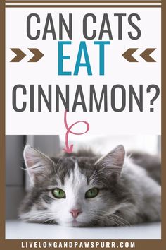 a gray and white cat laying on top of a window sill with the words can cats eat cinnamon?