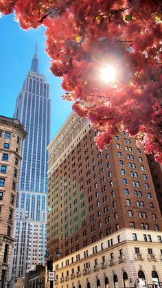 the sun shines brightly in front of tall buildings and cherry blossom trees on a sunny day