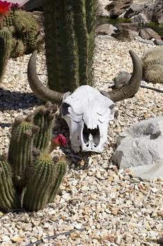 an animal skull sitting on top of a pile of rocks next to cactuses and cacti