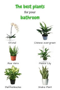 the best plants for your bathroom are featured in this poster, which shows different types of houseplants