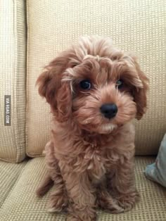 a small brown dog sitting on top of a couch