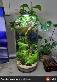 a fish tank filled with plants and water next to a computer monitor on a desk