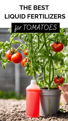 tomato plant growing red tomatoes in a small pot sitting on the dirt with a bottle of red liquid sitting next to it. Text overlay "The Best Liquid Fertilizers for Tomatoes". Lettuce Grow, How To Harvest Lettuce, Tomato Fertilizer, Mint Garden, Growing Vegetables In Pots, Growing Tomato Plants, Gutter Garden, Small Vegetable Gardens