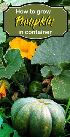 How to Grow Pumpkins in a containergrowing pumpkins in a potPumpkin carewinter squashA dwarf variety of pumpkin is easy to plant in the container. Pumpkins In Pots, Container Gardening Fruit, Yard Crafts, Container Roses, Garden Hacks Diy, Container Herb Garden