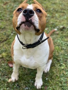 a brown and white dog sitting on top of a grass covered field