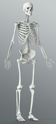 a skeleton is standing in the pose