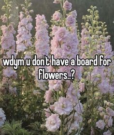 pink flowers with the words wdym u don't have a board for flowers?