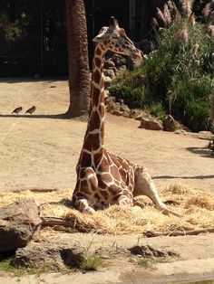 a giraffe sitting on the ground in an enclosure