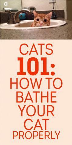 an orange cat sitting in a sink with the caption cats 101 how to bathe your cat properly