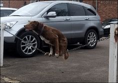 a dog is chained to a car in a parking lot with chains around his neck