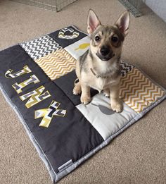 a small dog sitting on top of a blanket