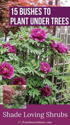 some pink flowers and green leaves in the background with text overlay that reads, 15 bushes to plant under trees shade loving shrubs