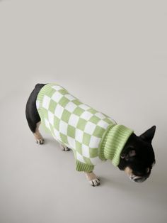 a small dog wearing a green and white sweater