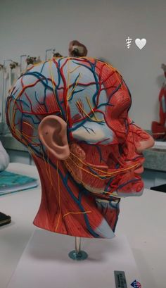 a model of the head and neck with blood vessels attached to it's sides