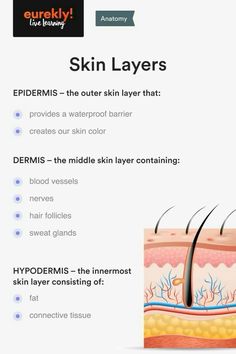 the skin layers are labeled with information about their health benefits and uses for hair growth