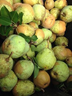 a pile of pears sitting next to each other