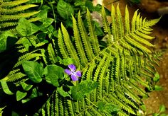 a purple flower sitting on top of a lush green plant