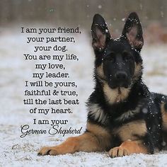 a german shepherd dog laying in the snow with a poem written on it's side