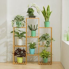 several potted plants are arranged on wooden shelves in a room with white walls and wood flooring