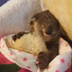 a baby koala is curled up in a blanket