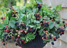 blackberries growing on the bush with green leaves and red berries hanging from it's branches