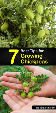 the best tips for growing chickpeas