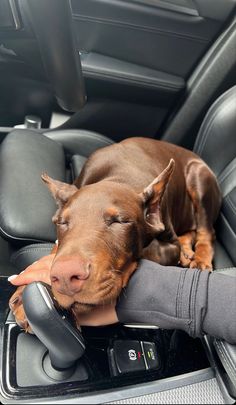 a brown dog laying on top of a car seat