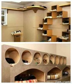 there are many shelves with shoes on them in the room and one is filled with cat toys