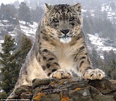 a snow leopard is walking on some rocks