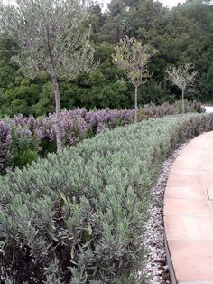 a walkway lined with lavender bushes and trees