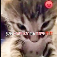 a close up of a cat's face with the caption you cannot be eepy