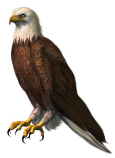 an eagle is standing on its hind legs