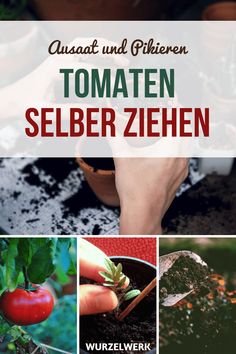 the cover of a book with pictures of tomatoes and other vegetables in it, including tomato plants