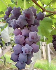 some grapes are growing on the vine