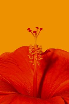 a red flower with yellow background in the foreground and an orange backround