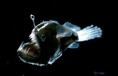 a close up of a fish in the water with bubbles on it's surface