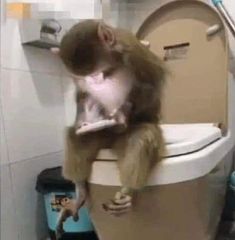 a monkey sitting on top of a toilet in a bathroom