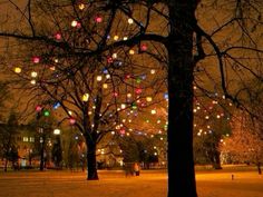 many lights are hanging from trees in the park