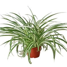 a green plant in a red pot on a white background