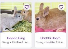 three pictures of rabbits in their cages with hearts above the top and below them