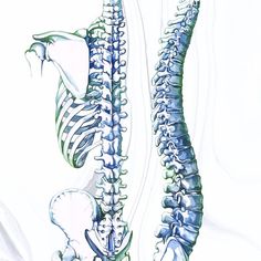 the back and side view of a human skeleton