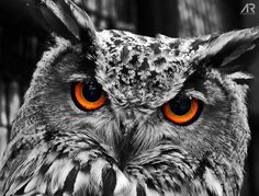 black and white photograph of an owl with orange eyes