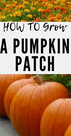 several pumpkins sitting in front of a field with the words how to grow a pumpkin patch