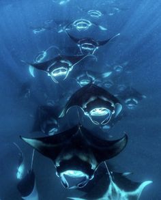 several stingfish swimming in the ocean together