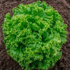 lettuce growing in the ground with dirt around it