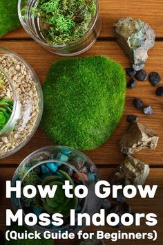 moss in bowls and rocks with text overlay reading how to grow moss indoors quick guide for beginners